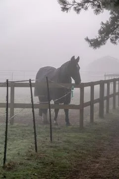Horse standing in the corner of a paddock Foto stock