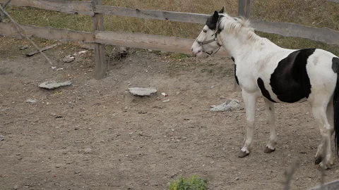 A horse is standing in a corral. Stock Footage 241311111