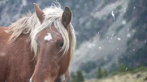 Horse Standing in Field at First Snowfall Winter Landscape Video stock 330248955