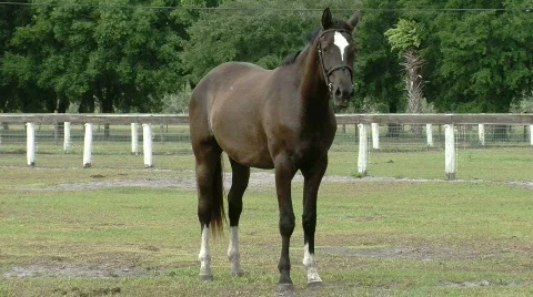 Horse Standing in Field Stock Footage 845498