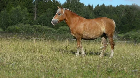 Horse standing in the field Stock Footage 54047351