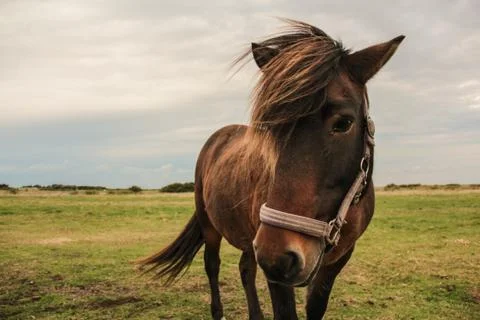 Horse standing on a field looking into the camera Stock Photos
