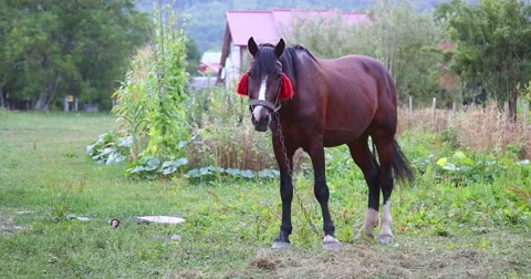 The horse is standing. Stock Footage 53368273
