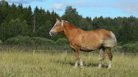 Horse standing Stock Footage 54047372
