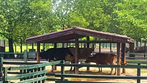 A horse that is standing. Stock Footage 282624645