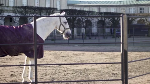A horse standing in front of a building Stock Footage 155396548