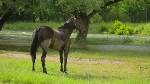 The horse is standing on the grass Stock-Footage 120131892