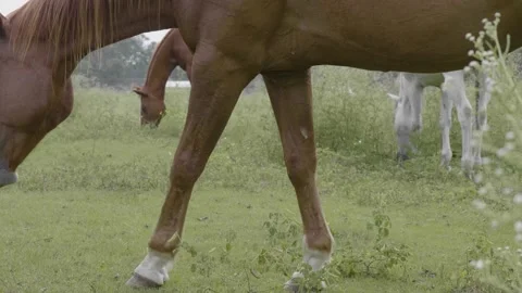 A horse is standing in the grass Stock Footage 155394681