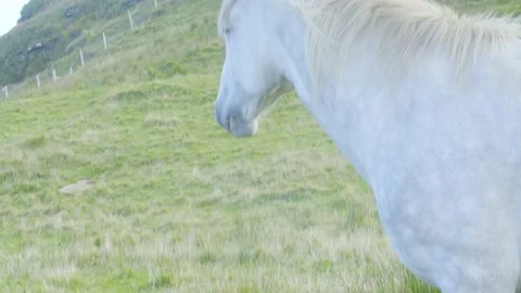 A horse is standing in the grass Stock Footage 155399352