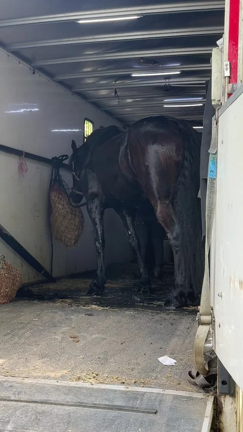 Horse standing inside a specialized transport truck in London Stock Footage 340411021