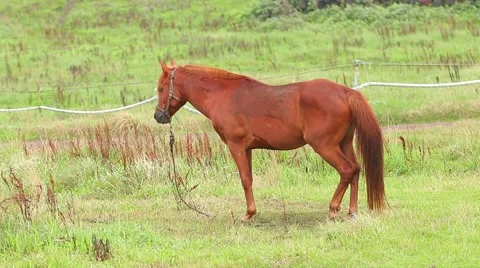 A horse standing on the meadow Stock Footage 49325580