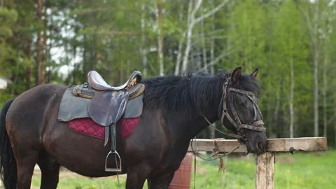 The horse is standing in the paddock Stock Footage 203131159