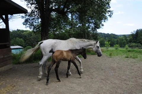 Horse standing on a paddock Stock Photos