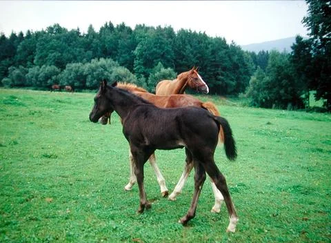 Horse standing on a paddock Foto stock