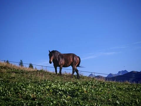 Horse standing on a paddock Foto stock
