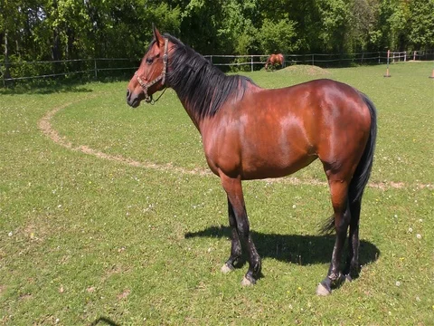 Horse Standing in a Pasture Stock Footage 76080474
