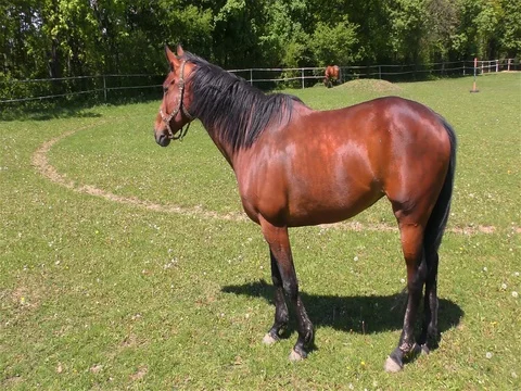 Horse Standing in a Pasture Stock Footage 76080509