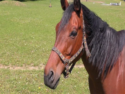 Horse Standing in a Pasture Stock Footage 76080562