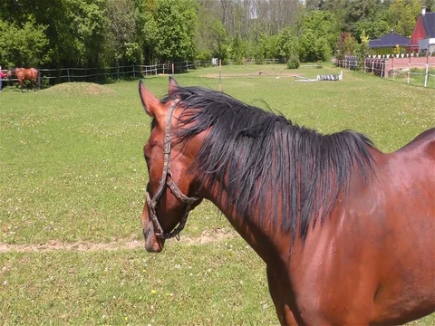 Horse Standing in a Pasture Stock Footage 76080574