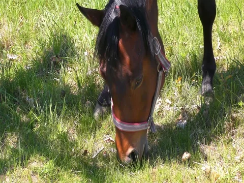Horse Standing in a Pasture Stock Footage 76080642