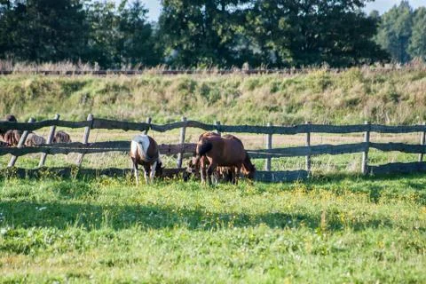 Horse standing Stock Photos