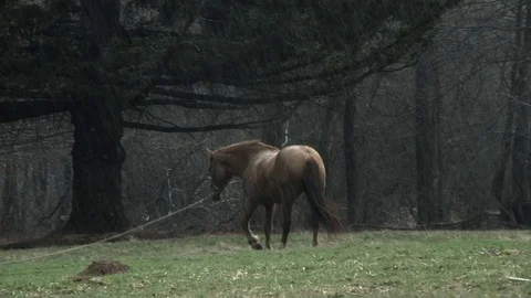 Horse standing  in the rain Stock Footage 80790667