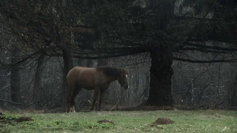 Horse standing  in the rain Video stock 80798885