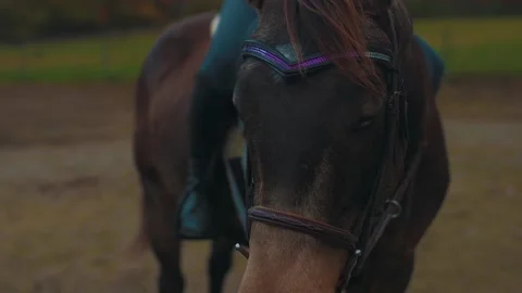 Horse standing in ring Stock Footage 152711655