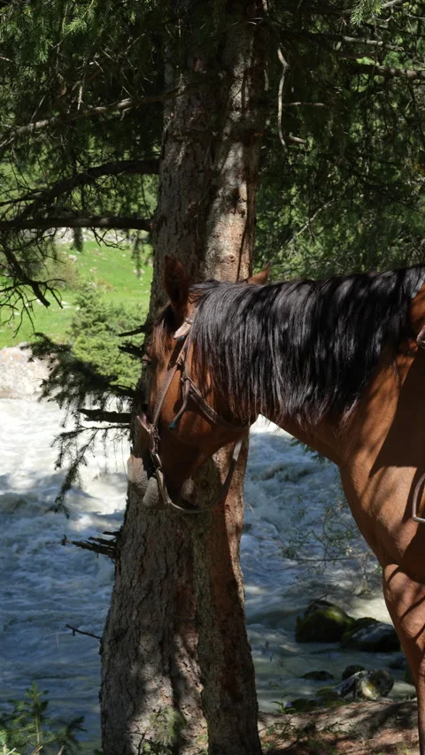Horse standing by rushing mountain river in Jeti-Oguz, 4K vertical Stock Footage 342027713