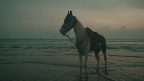 Horse standing on sandy beach along ocean shoreline in Cox's Bazar Stock Footage 345606546