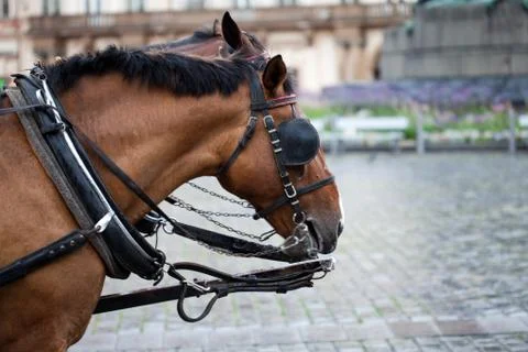 Horse standing in the square Foto stock