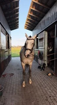 Horse Standing in Stable Yard Between Barn Buildings Foto stock