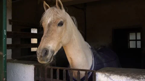 Horse Standing At A Stall 4K Stock Footage 59121077