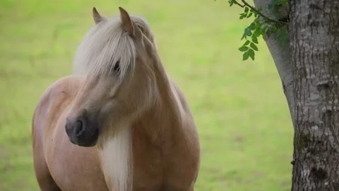 Horse standing by a tree 動画素材 219924605