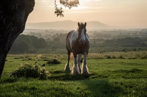 A horse standing under a tree, back lighted by the setting sun Stock Photos