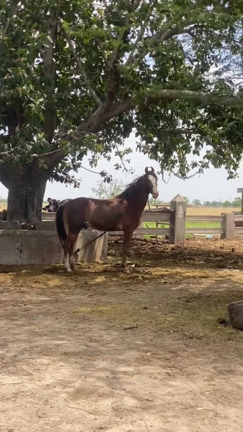 Horse Standing Under Tree Shade on a Rural Farm. Vídeos de archivo 335213388