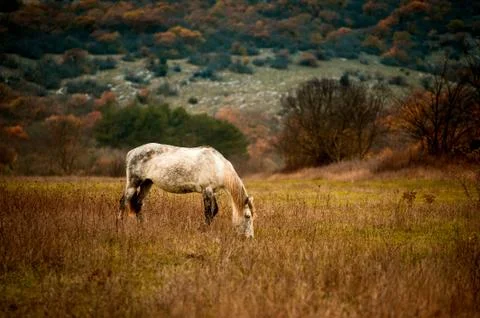 A horse stands on a field against a background of wood Stock Photos
