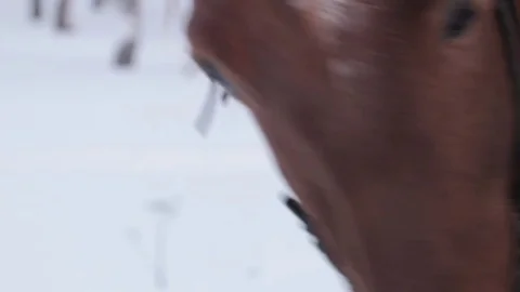 The horse stands in the forest in winter. Vidéo 73636466