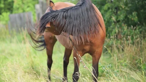 Horse stands in grassy field while flies bite around body, 스톡 동영상 342272236