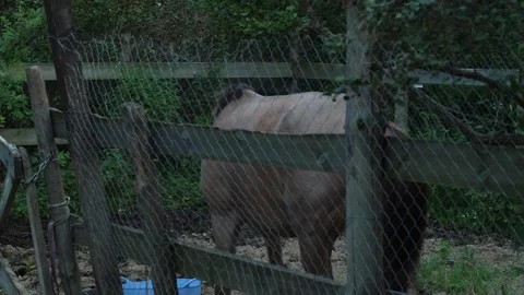 A horse stands inside a pen behind wooden and mesh fencing in a rural setti.. Stock Footage 341991953