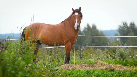 Horse stands in paddock Stock Footage 90986043