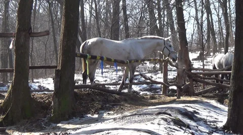 Horse that stands in the paddock in the spring Stock Footage 36036497