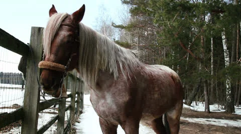 Horse stands on the ranch Stock Footage 22841693