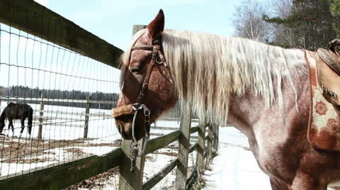 Horse stands on the ranch Stock Footage 22964233