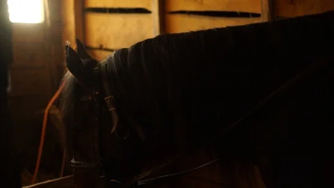 The horse stands in the stall and eats Stock Footage 86803606