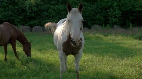 Horse Stare-off Stock-Footage 50996945