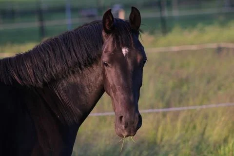 Horse staring at camera Stock Photos