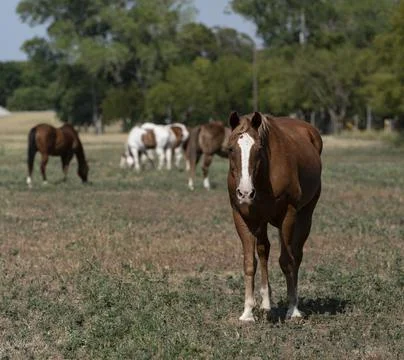Horse staring Foto stock