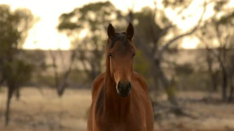 Horse staring straight at the camera Stock Footage 22078872
