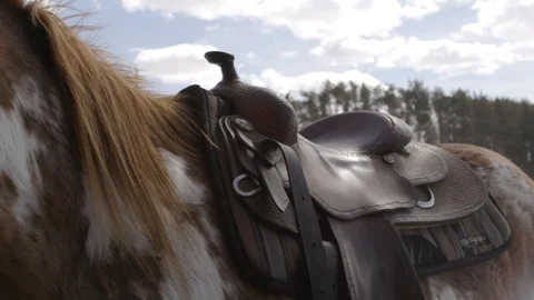 Horse strap saddle in winter Stock Footage 88378441